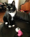 Tuxedo and a favorite toy